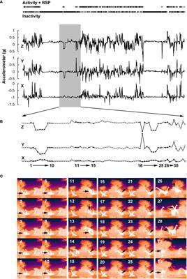 Accelerometry reveals nocturnal biphasic sleep behavior in wild giraffe